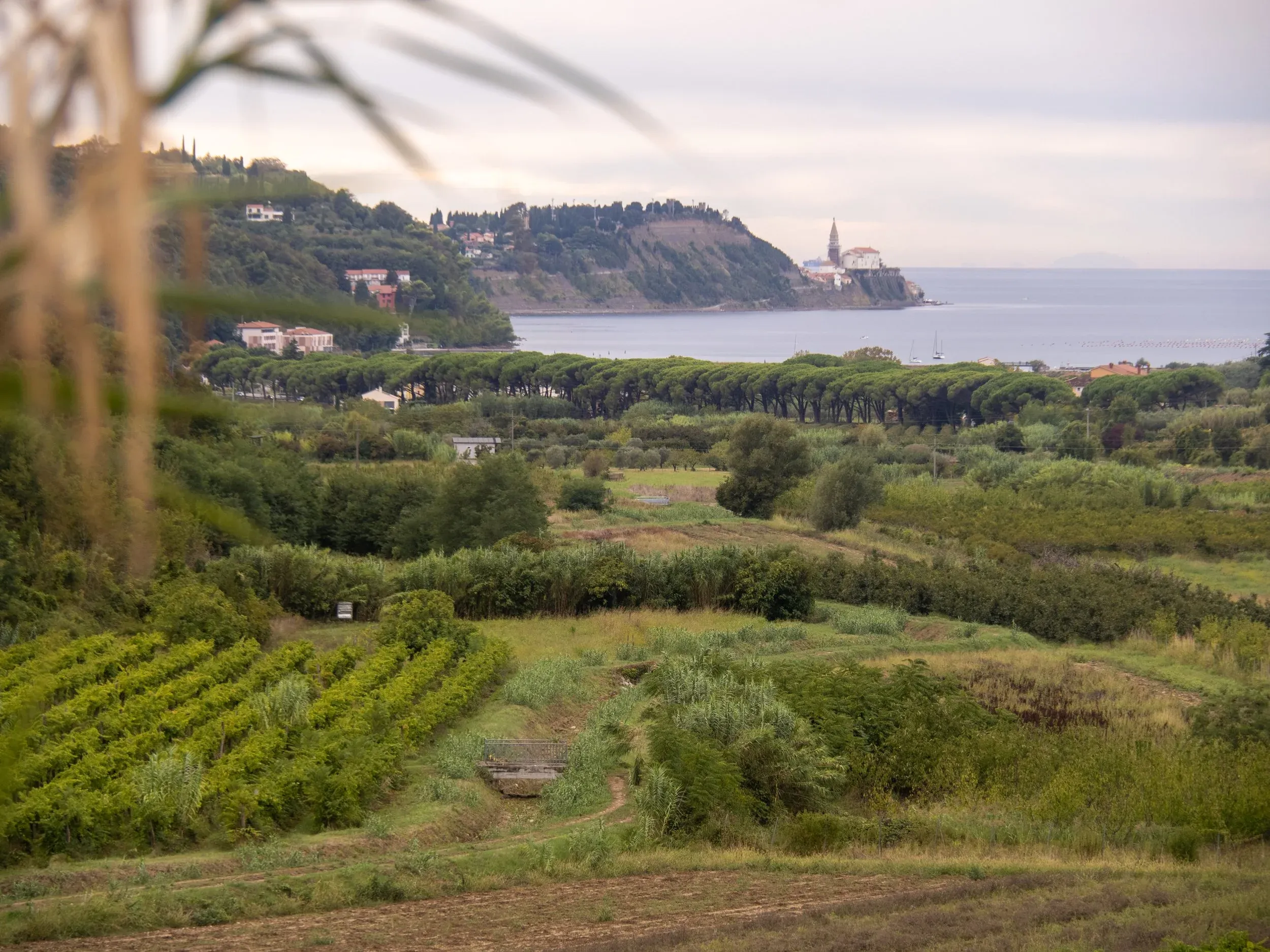 Pretty farmland on the Parenzana to Piran