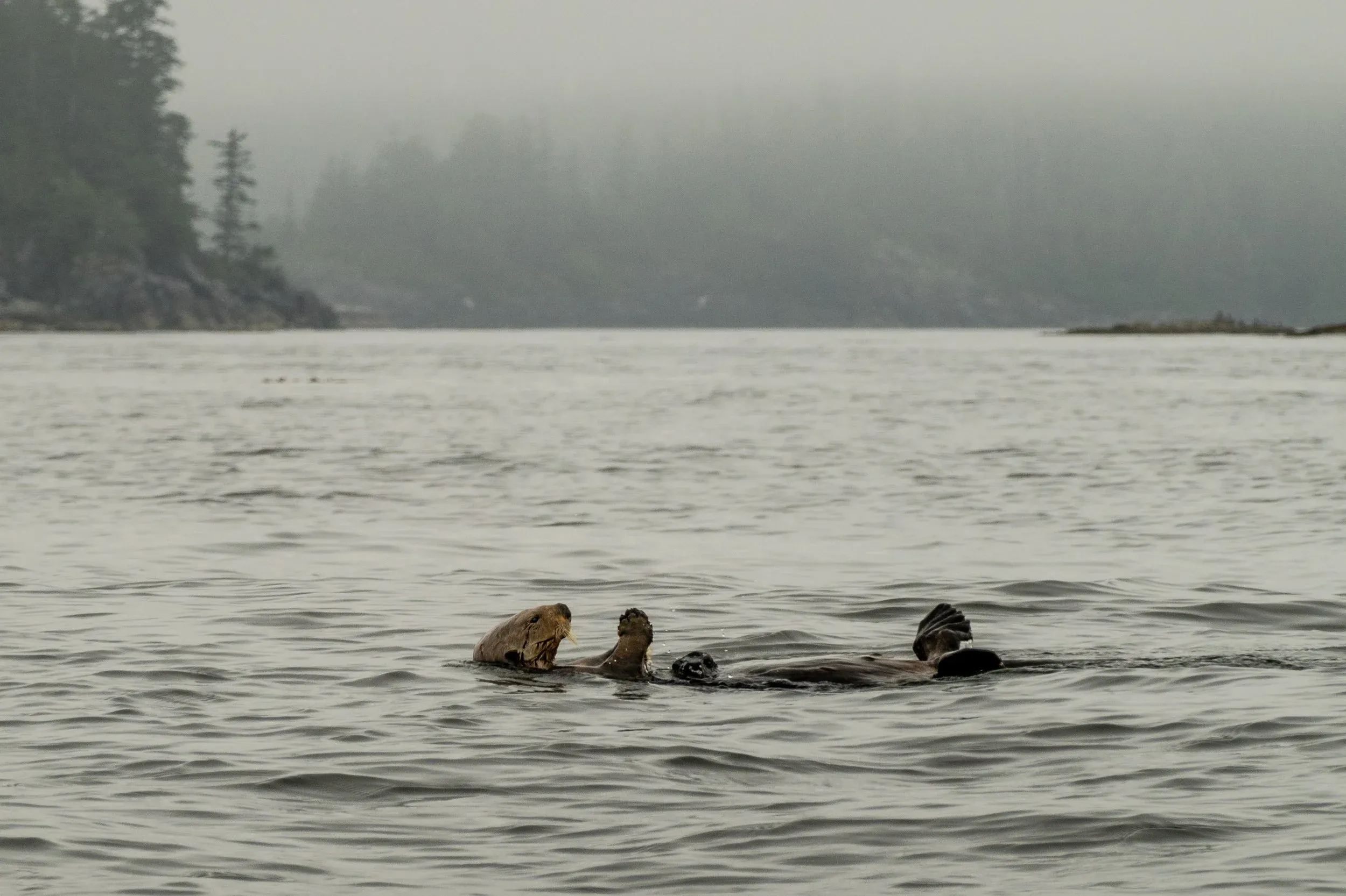 While fishing, we got to watch this otter crack shellfish on his pet rock he kept on his belly.