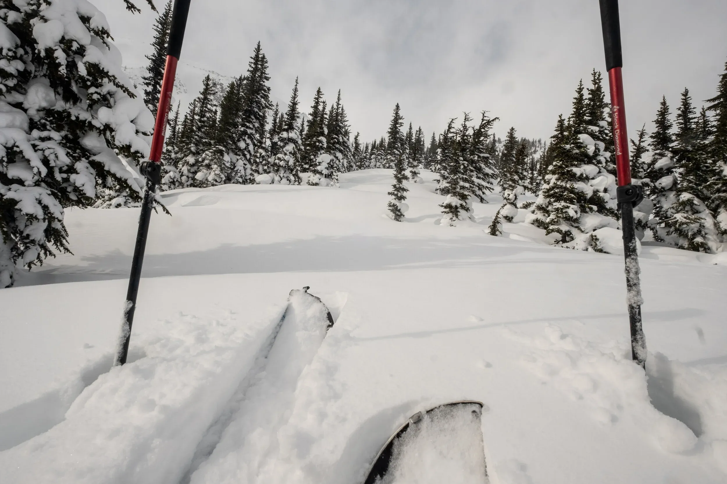 Beautiful section of trail breaking