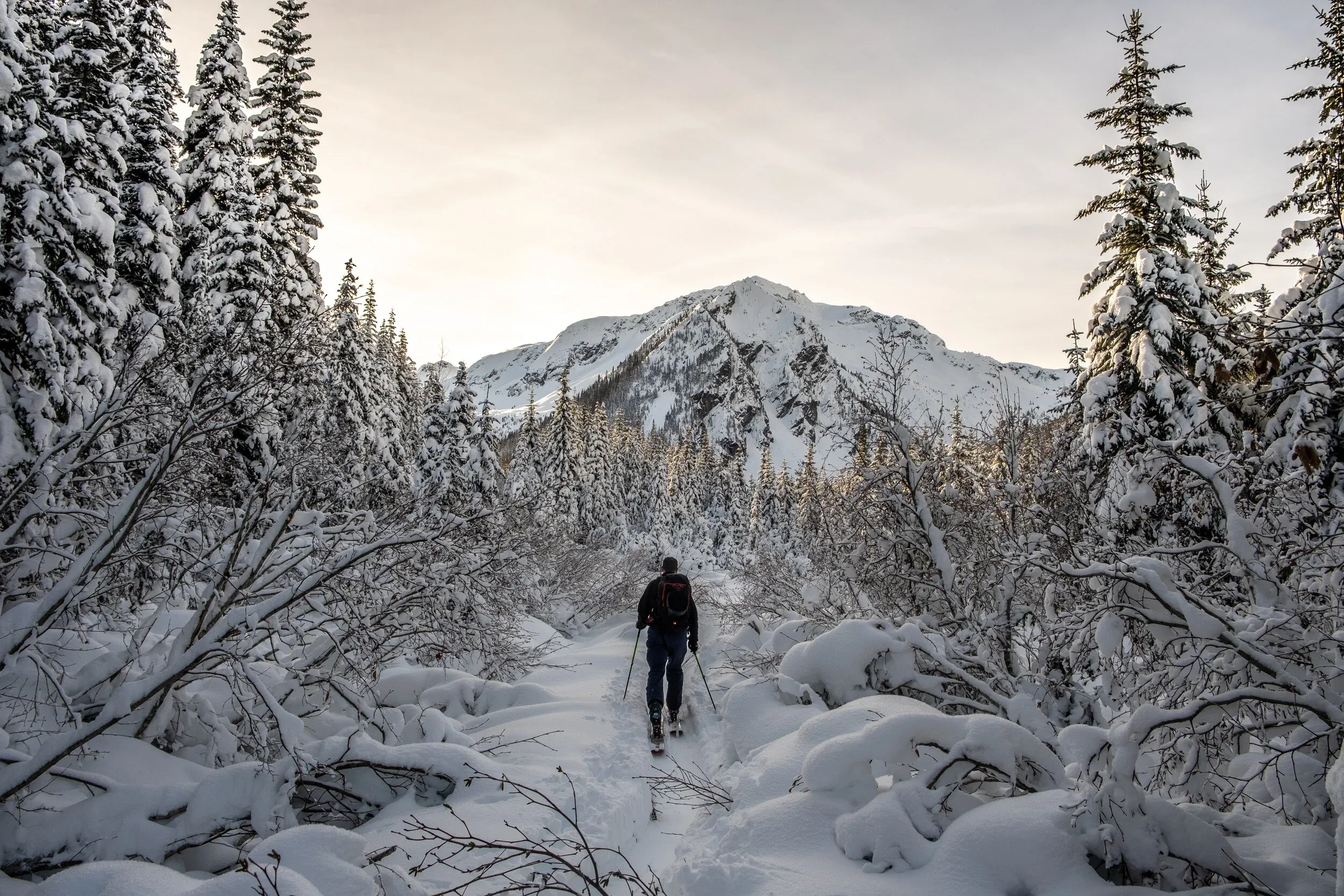 Breaking through the alder towards Mt. Duke